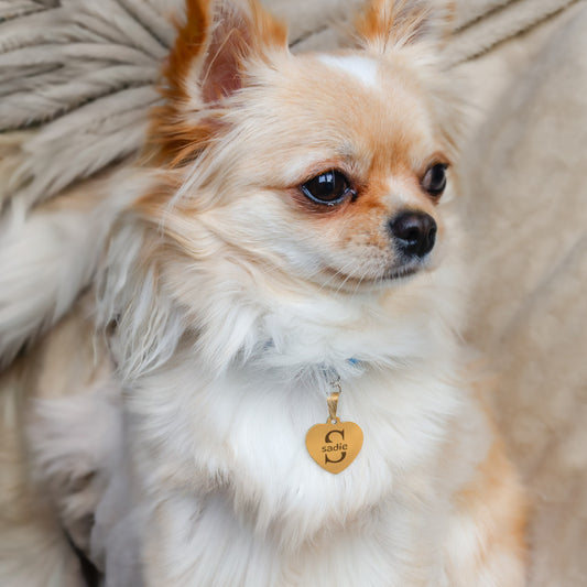 Hondenpenning Hartje - Initial ID