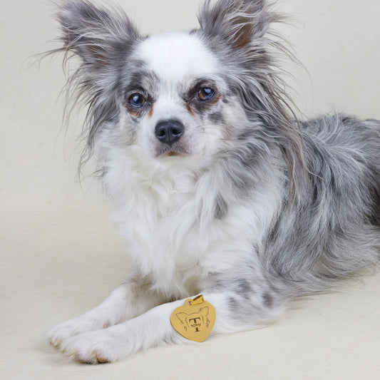 Hondenpenning Hartje - Oren ID